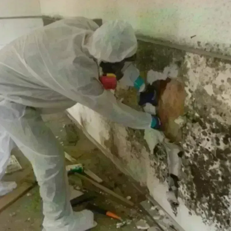 Mold Remediation and Removal in Van Vleck, TX